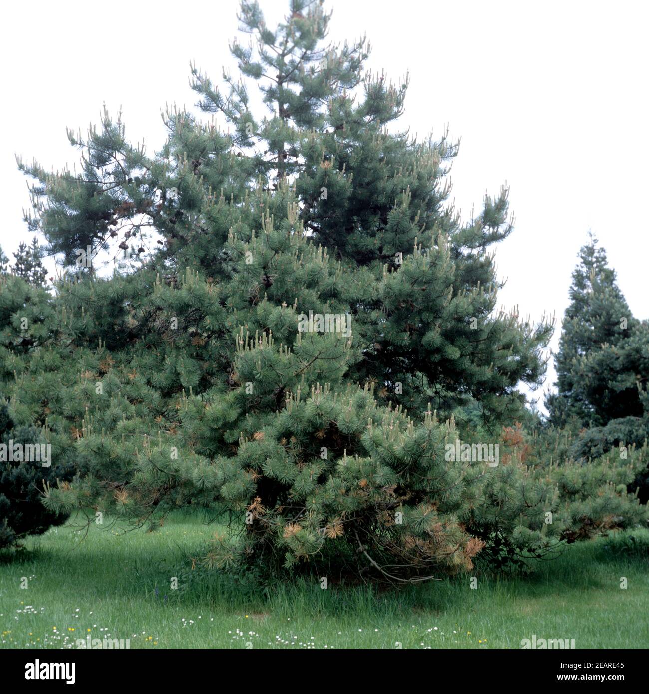 Pechkiefer, Pinus rigida Stock Photo