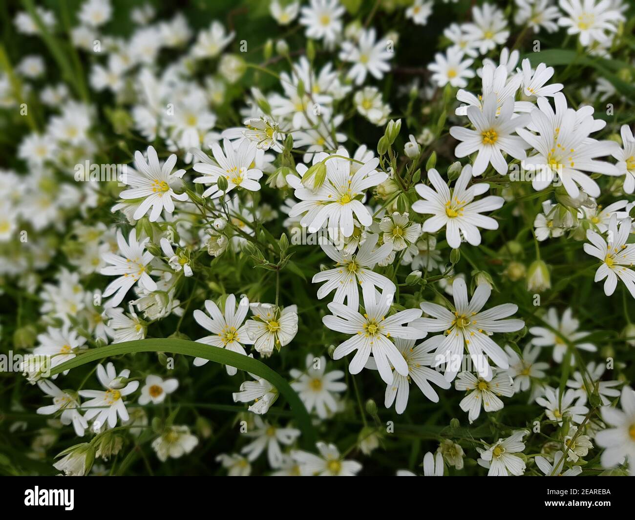 Sternmiere hi-res stock photography and images - Alamy