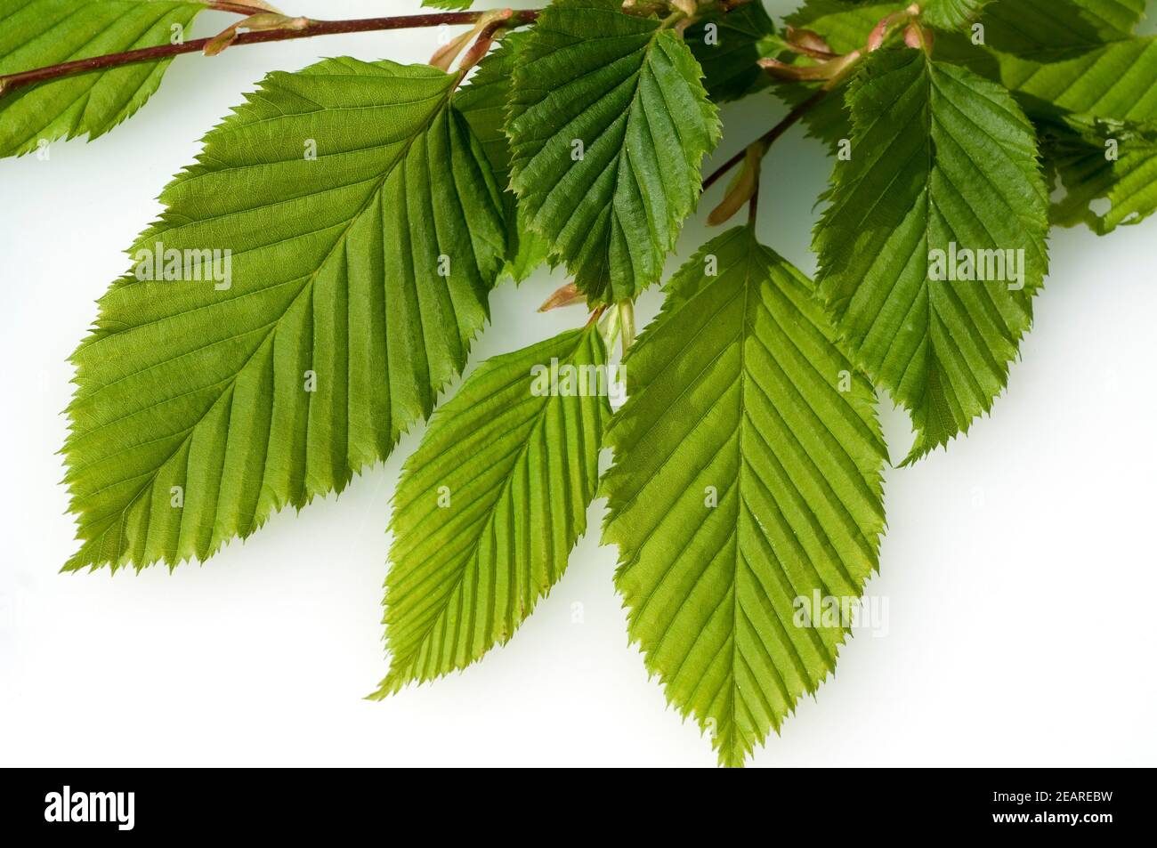Hainbuchenblaetter, Hainbuche, Carpinus Stock Photo