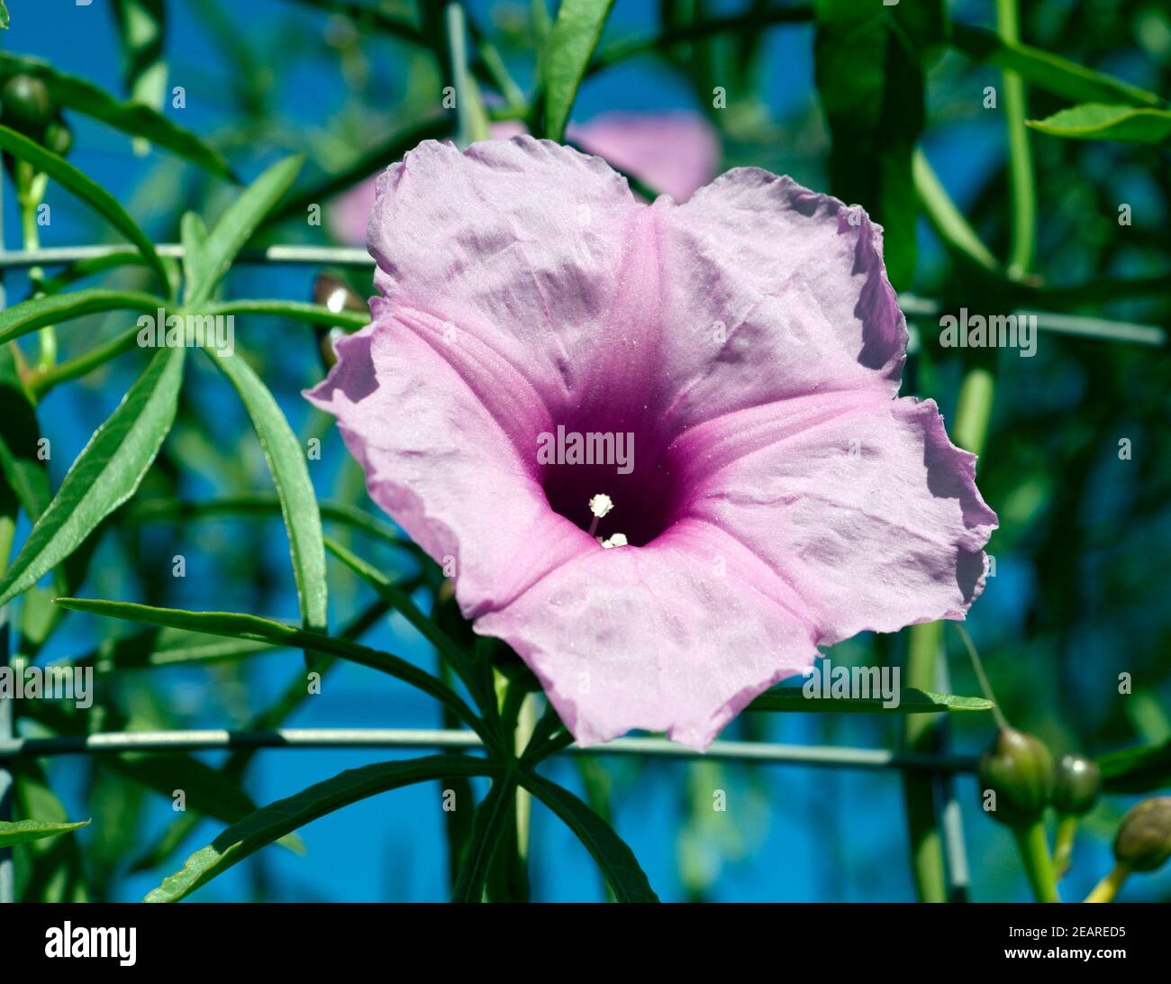 Haiti Prunkwinde Stock Photo