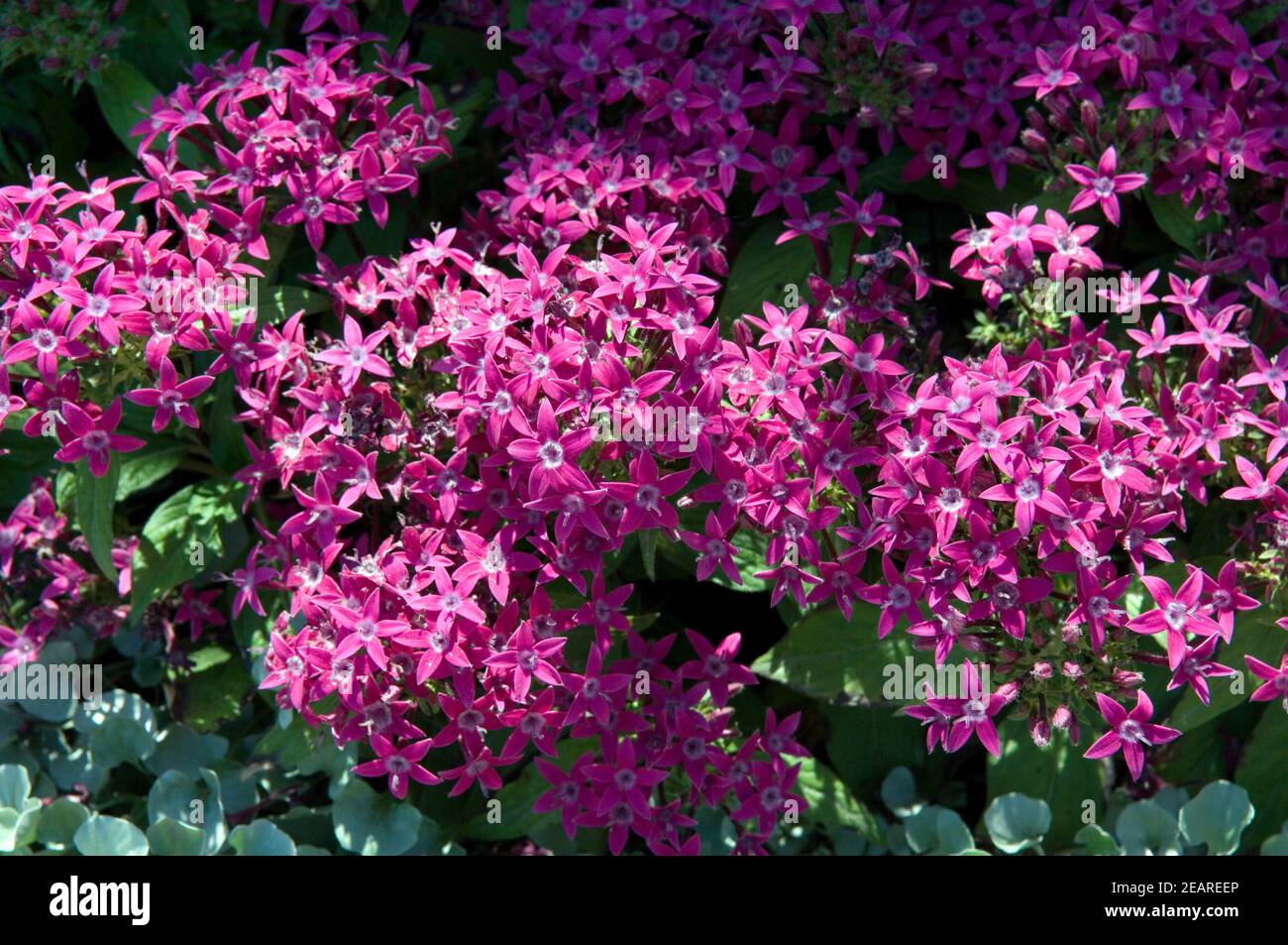 Pentas lanceolata  Kaleidoskop Stock Photo