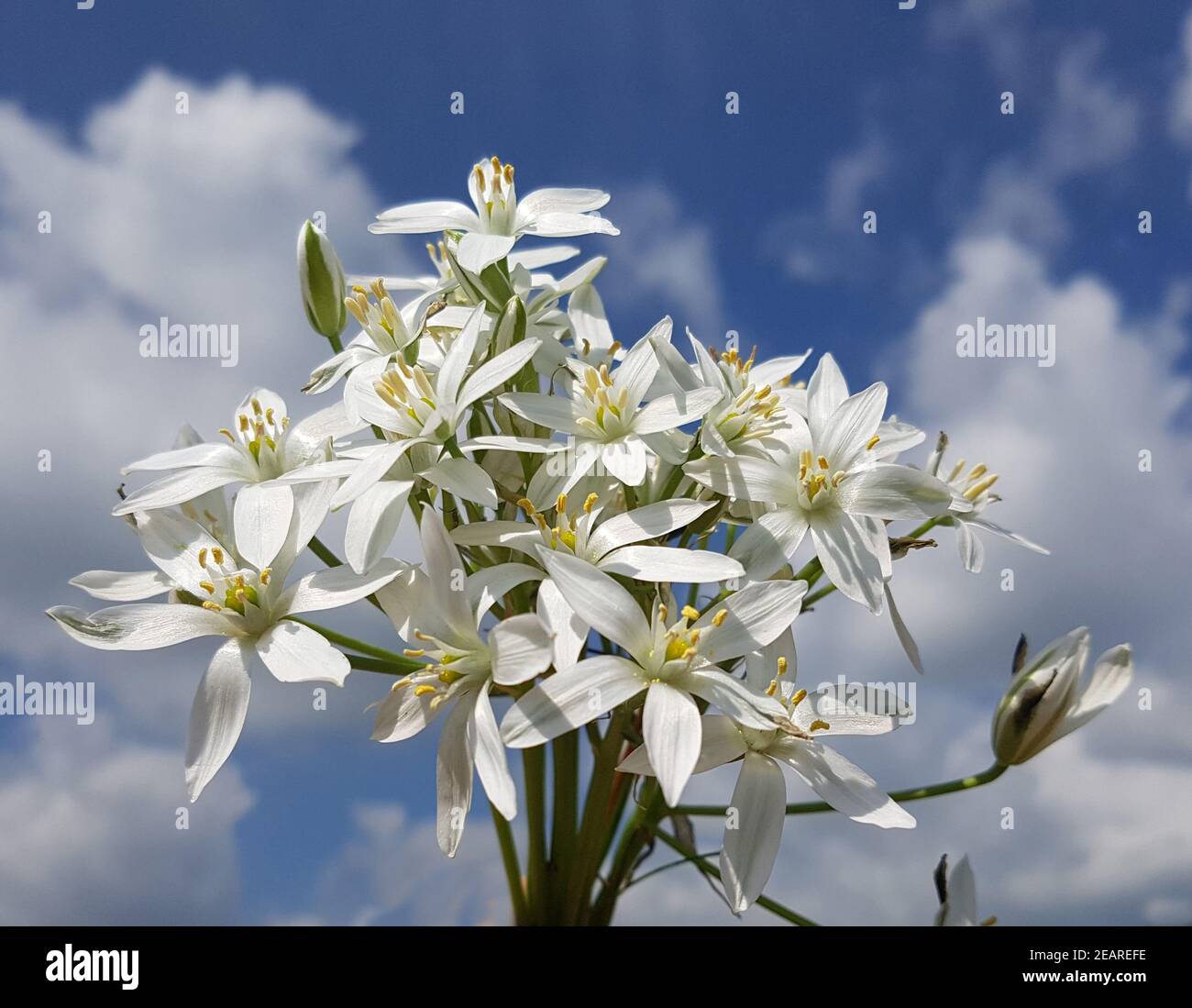 Milchstern, Ornithogalum, umbellatum, Stern von Bethlehem Stock Photo