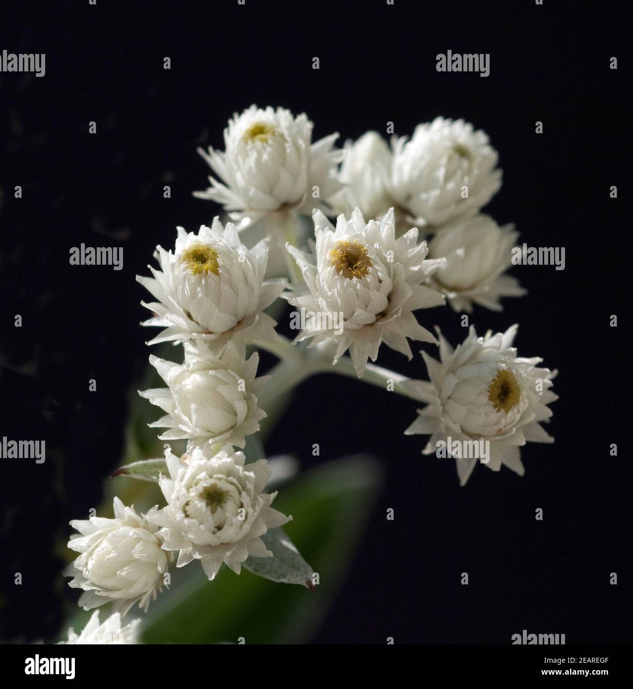 Page 14 - Blume Pflanze High Resolution Stock Photography and Images - Alamy