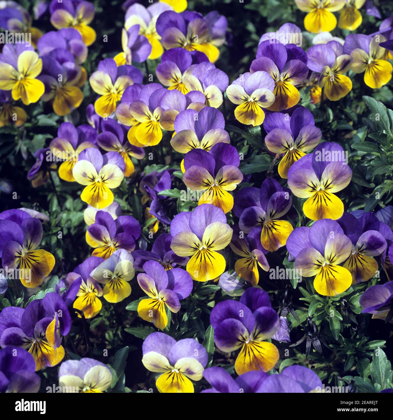 Stiefmuetterchen  Viola tricolor Stock Photo