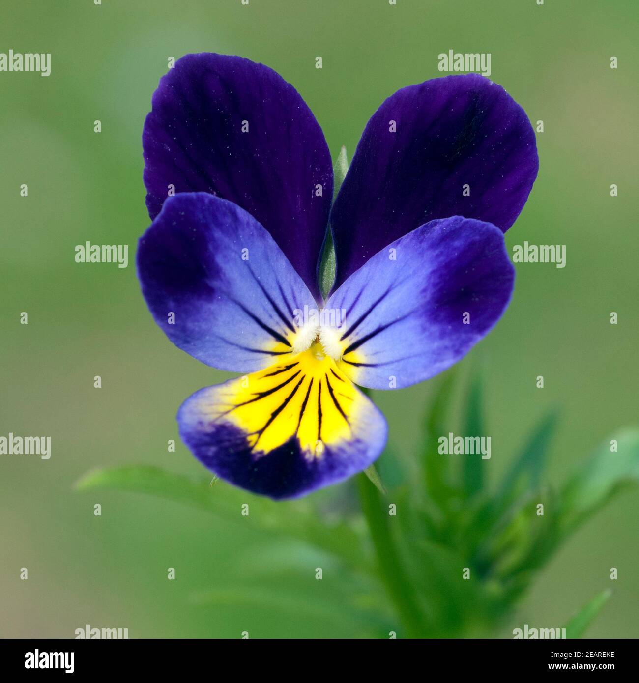 Stiefmuetterchen, Viola  tricolor Stock Photo