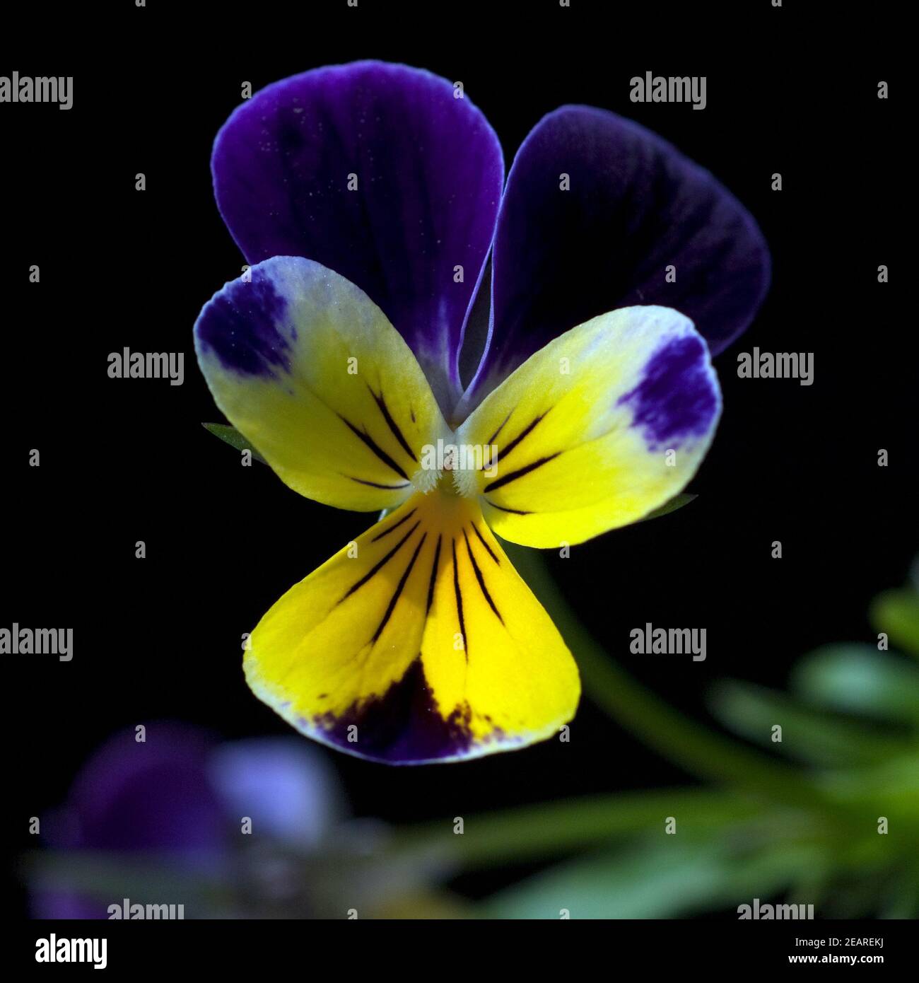 Stiefmuetterchen, Viola  tricolor Stock Photo