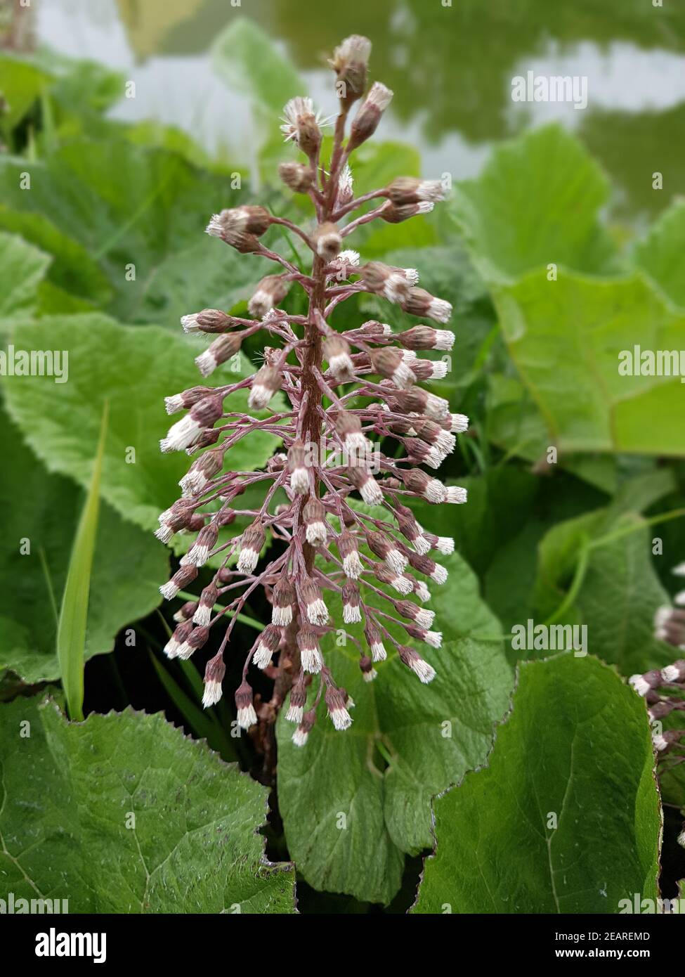 Pestwurz Petasites, hybridus officinalis Stock Photo - Alamy