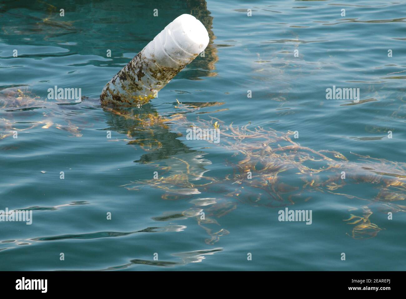 Cultivation and harvest of agar agar algae, Island Alor, Indonesia ...