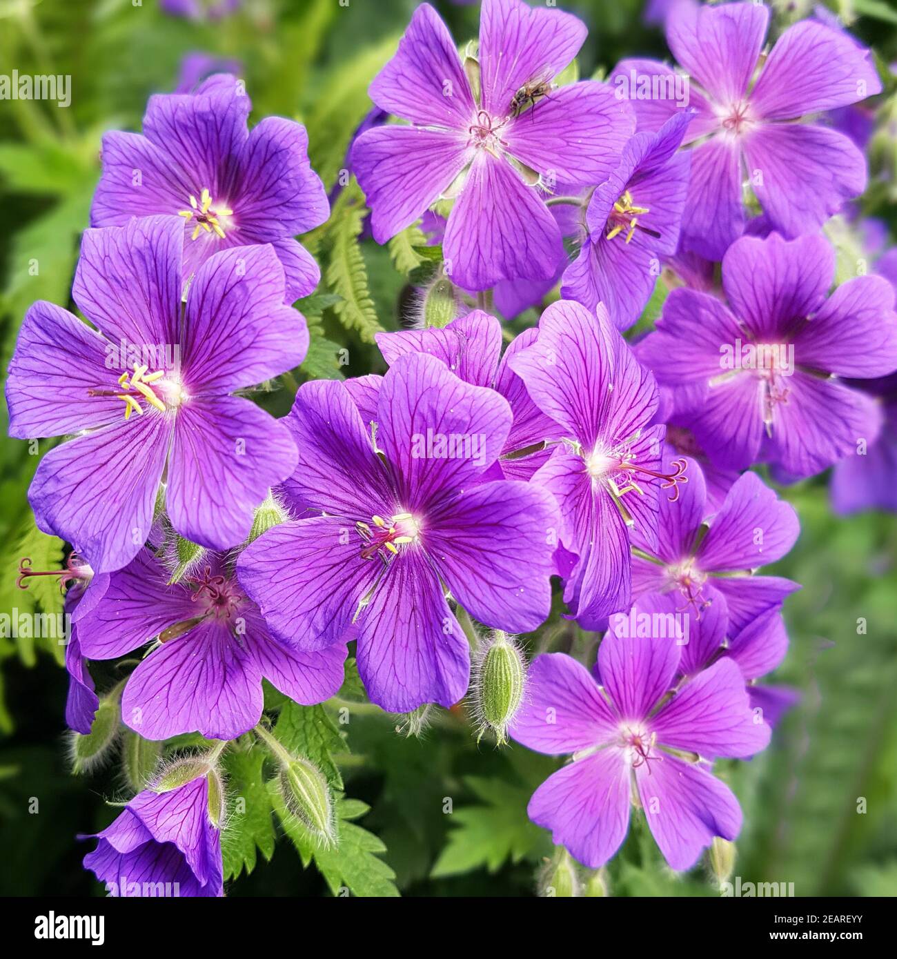 Cranesbill  Summer flower  purple Stock Photo