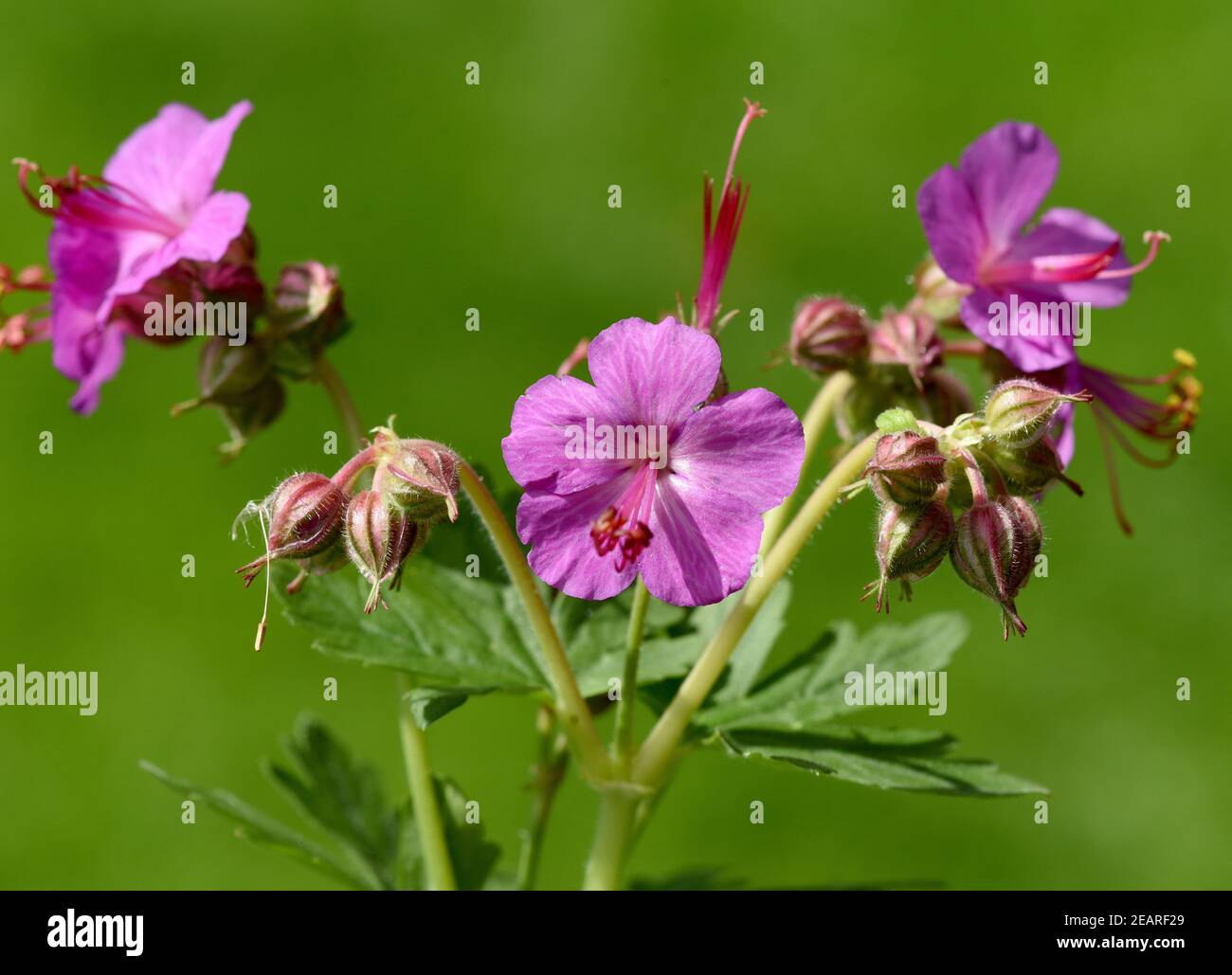 Balkan-Storchschnabel, Geranium macrorrhizum Stock Photo - Alamy