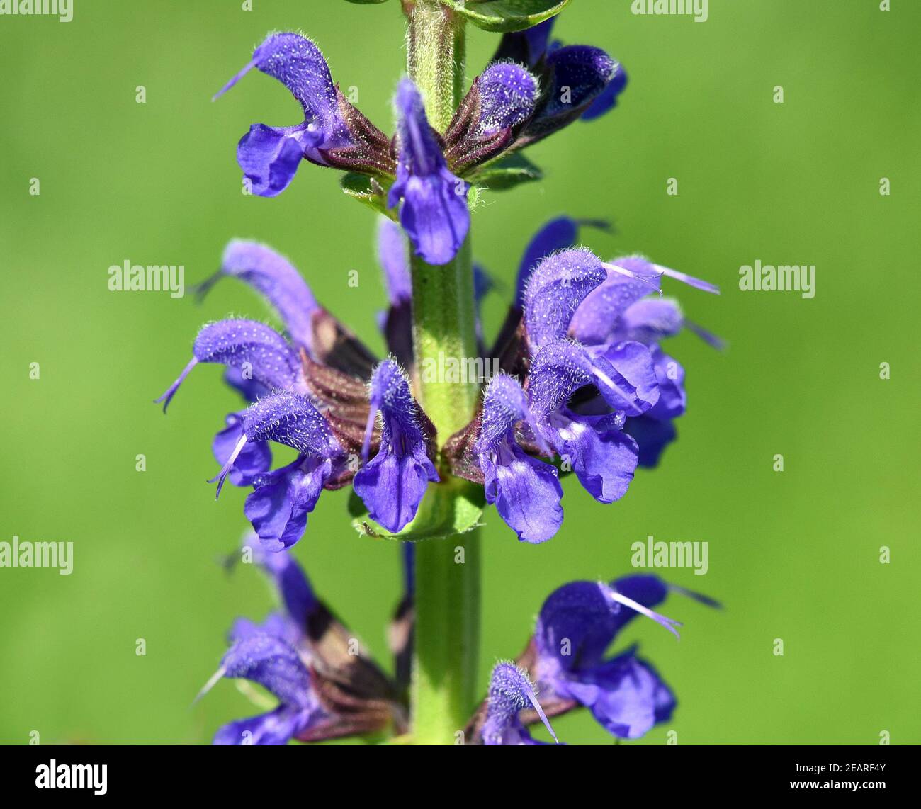 Salvia, nemorosa, Blauhuegel Stock Photo - Alamy