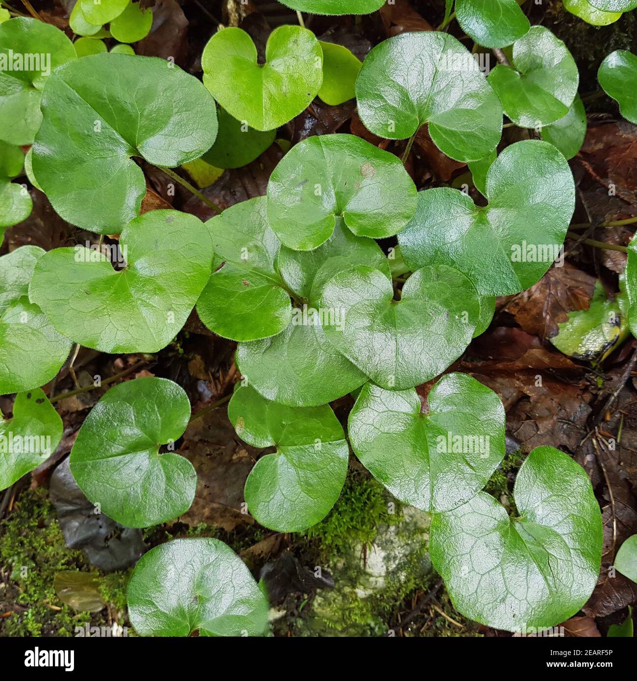 Haselwurz, Asarum, europaeum, Heilpflanze Stock Photo