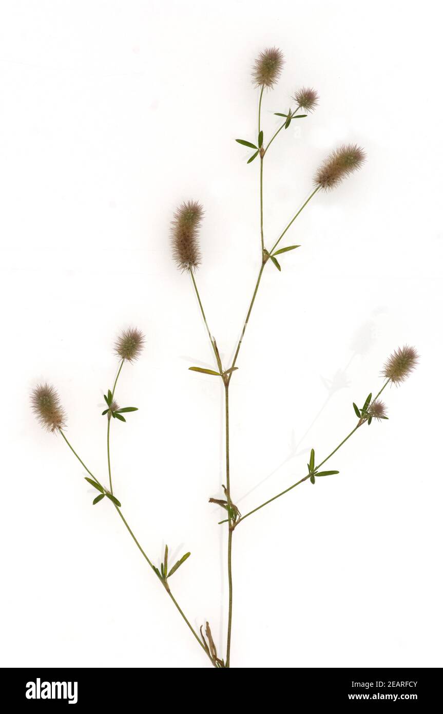 Hasen-Klee, Trifolium arvense Stock Photo