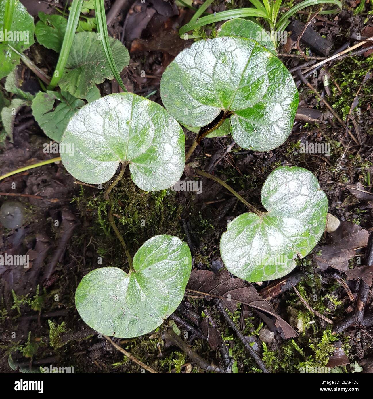 Haselwurz, Asarum, europaeum, Heilpflanze Stock Photo