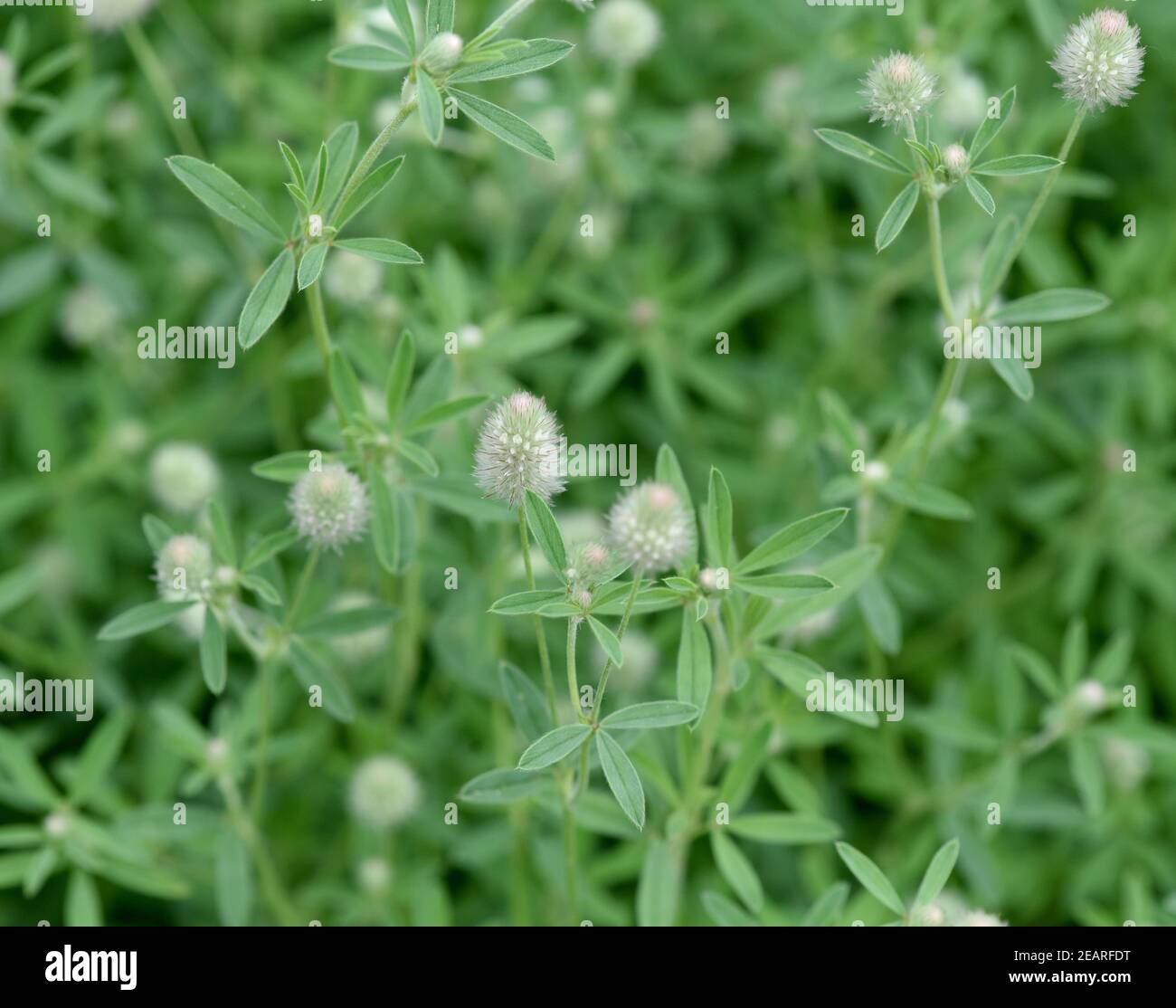 Hasen-Klee, Trifolium, arvense Stock Photo