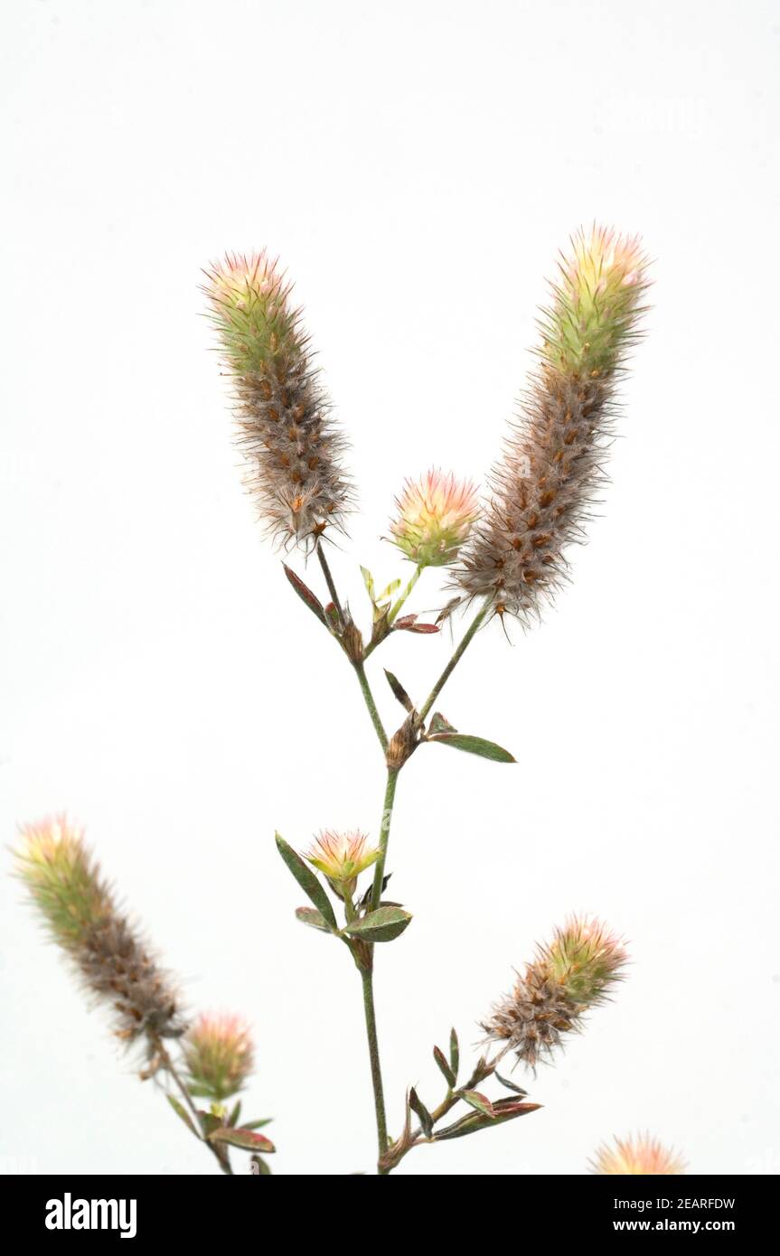 Hasenklee, Trifolium arvense, Maeuseklee Stock Photo