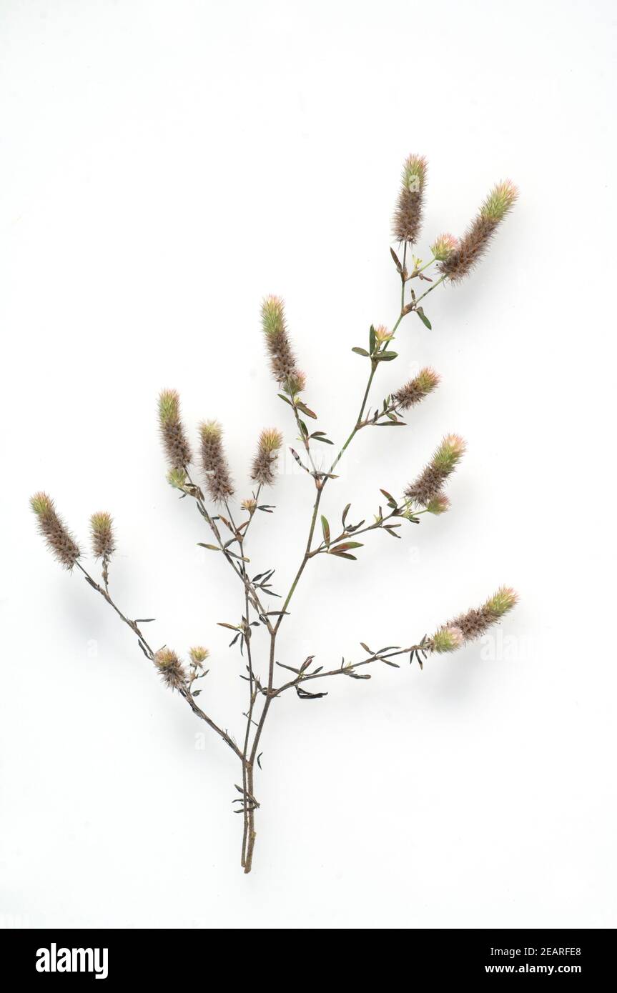 Hasenklee  Trifolium arvense  Maeuseklee Stock Photo
