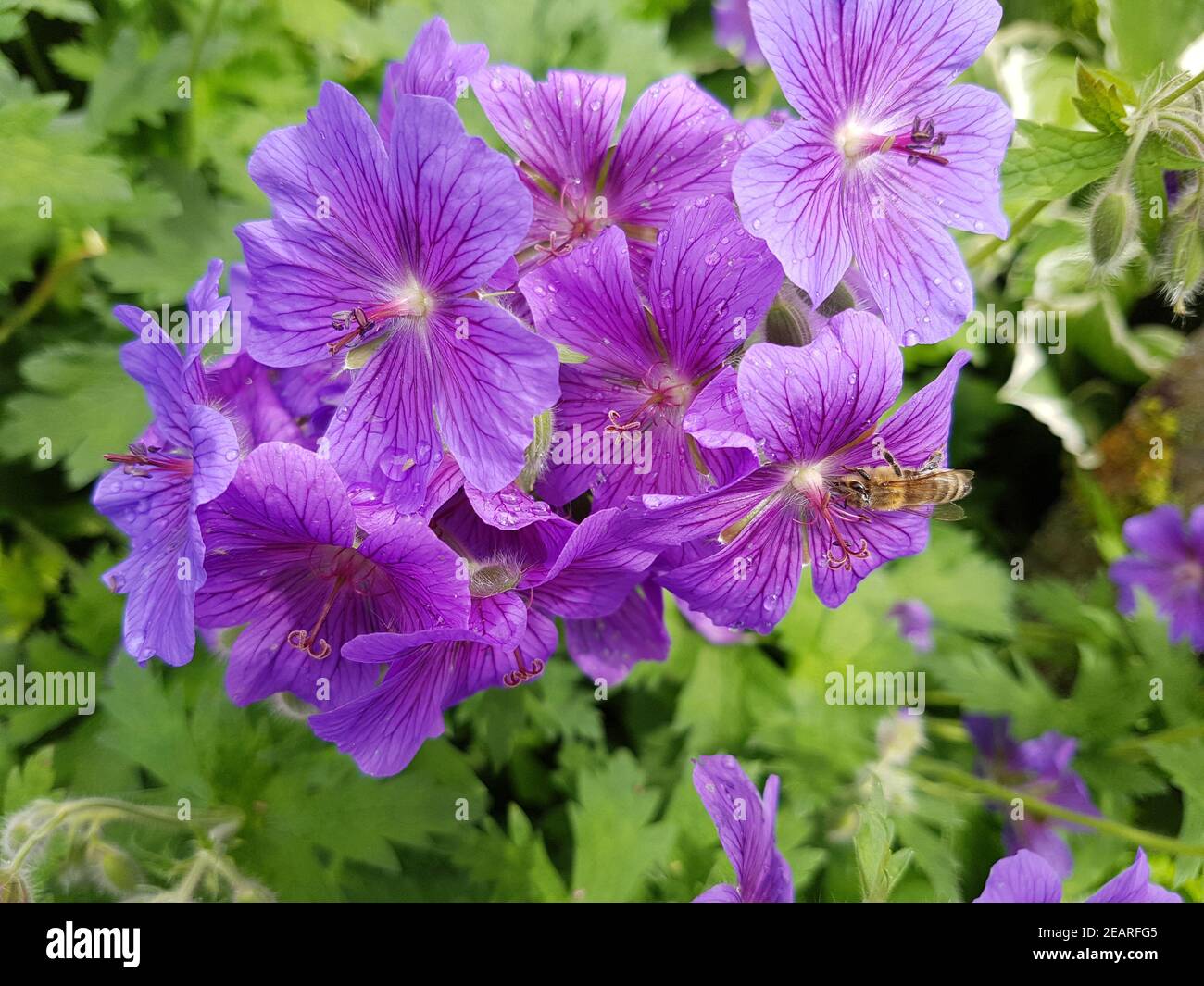 Storchschnabel  Geranium  magnificum Stock Photo