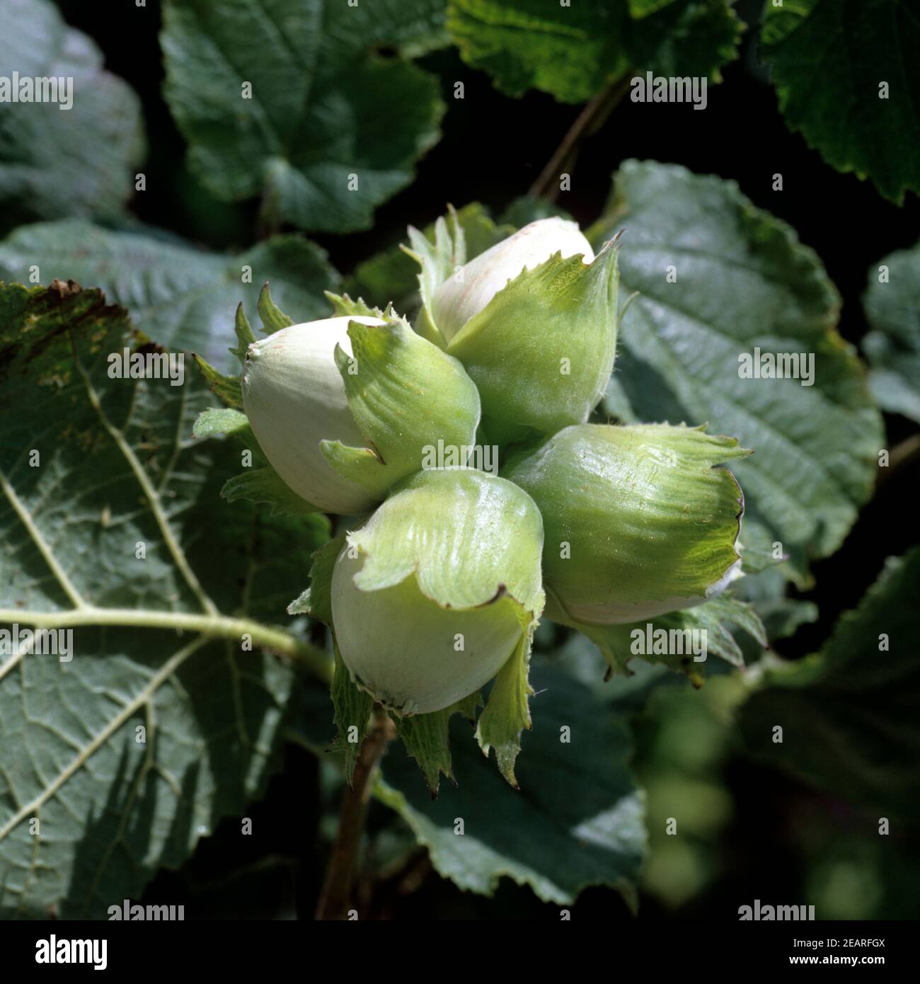 Haselnuesse Stock Photo