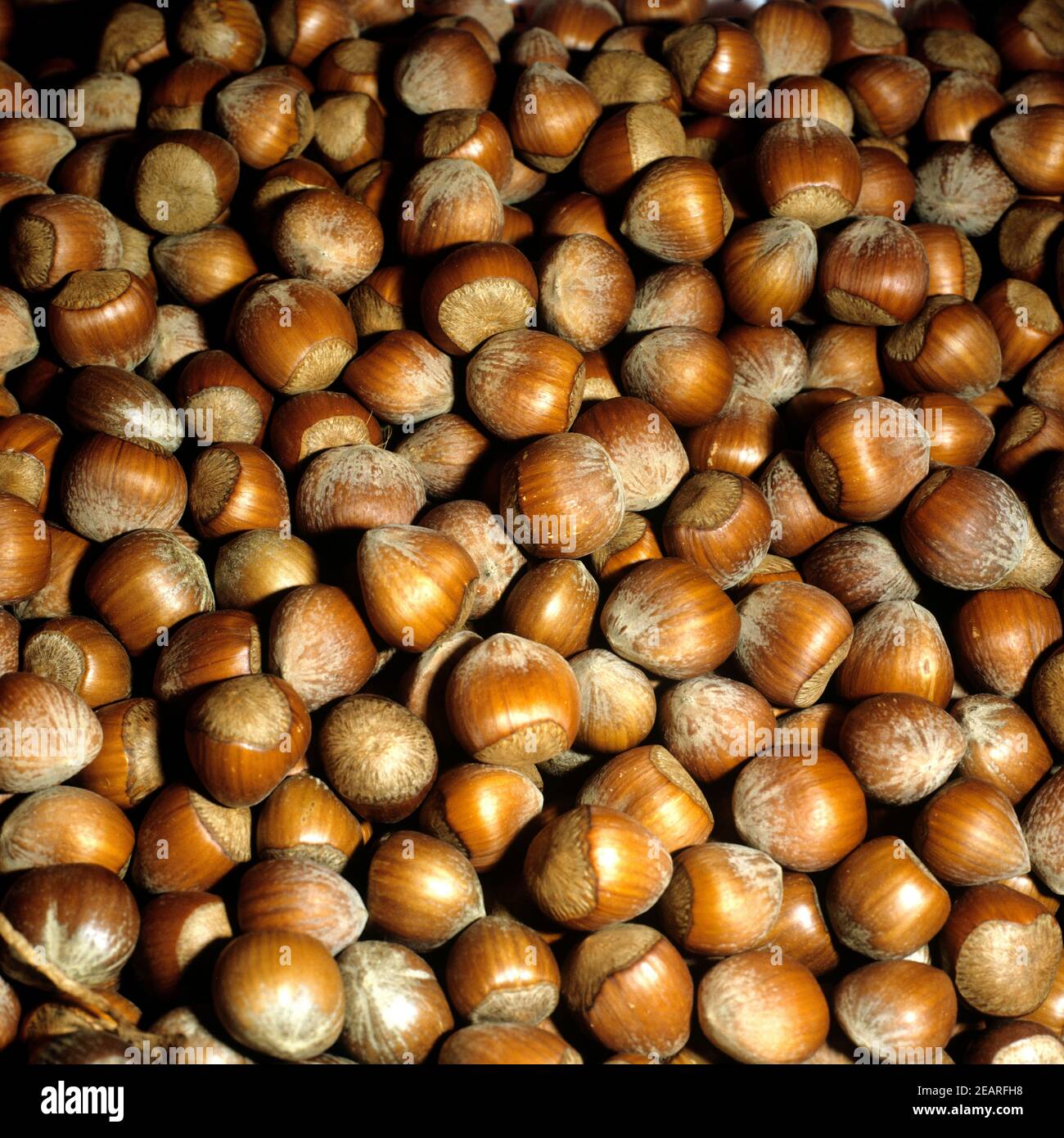 Haselnuesse Stock Photo