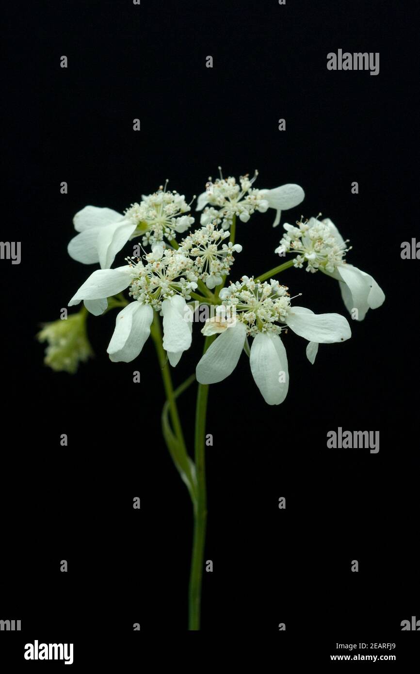 Strahlenbreitsame, Orlaya grandiflora Stock Photo
