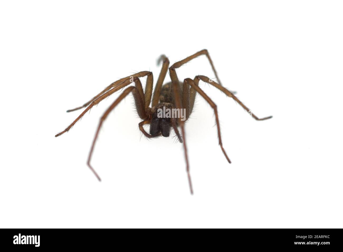 Hausspinne, Grosse, Winkelspinne Stock Photo