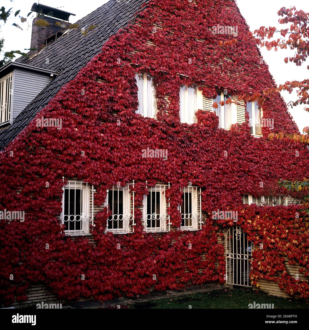 Fassadenbegruenung, Wilder Wein Stock Photo Alamy