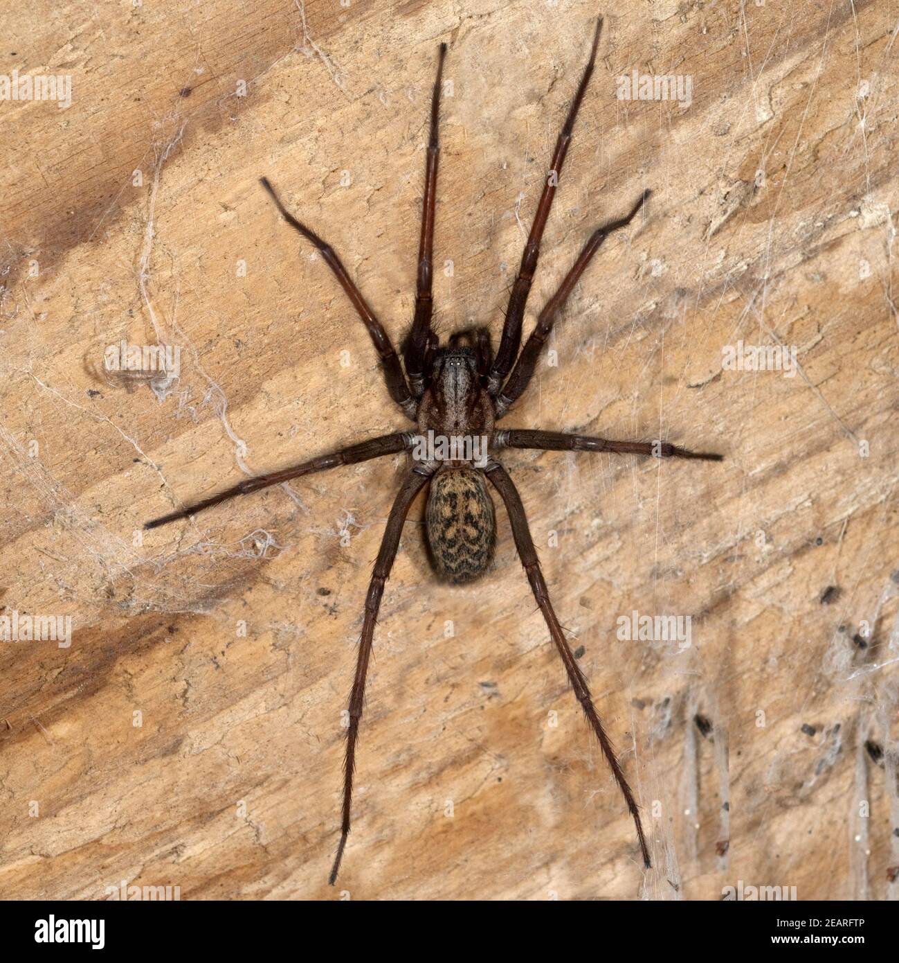 Hausspinne, Grosse, Winkelspinne, Trichterspinne, Tegenaria atrica Stock Photo