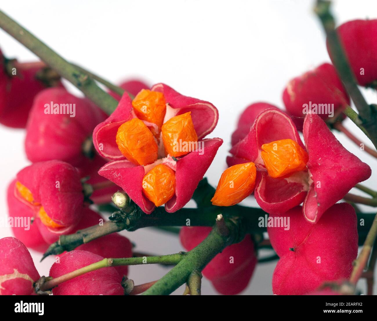 Pfaffenhuetchen, Euonymus Europaeus Stock Photo