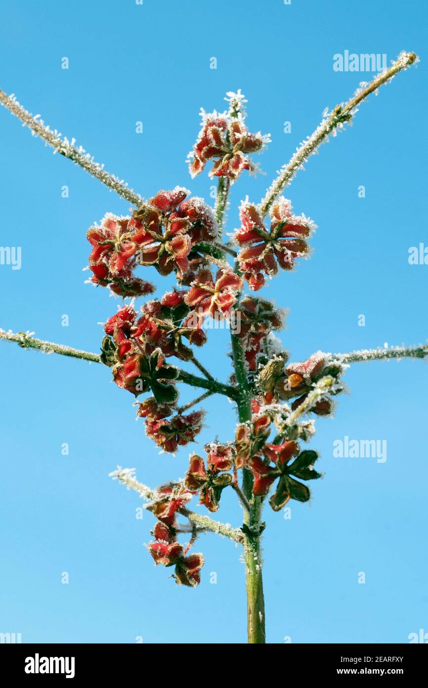 Raureif, Pfaffenhuetchen, Giftpflanze, Heilpflanze Stock Photo