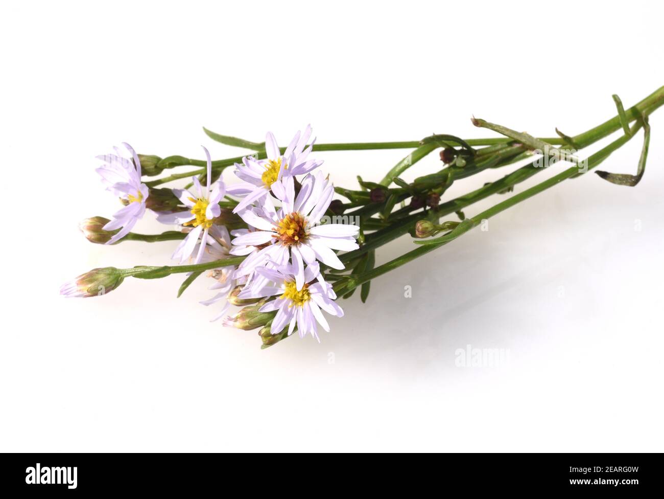 Strandaster, Tripolium, pannonicum Stock Photo