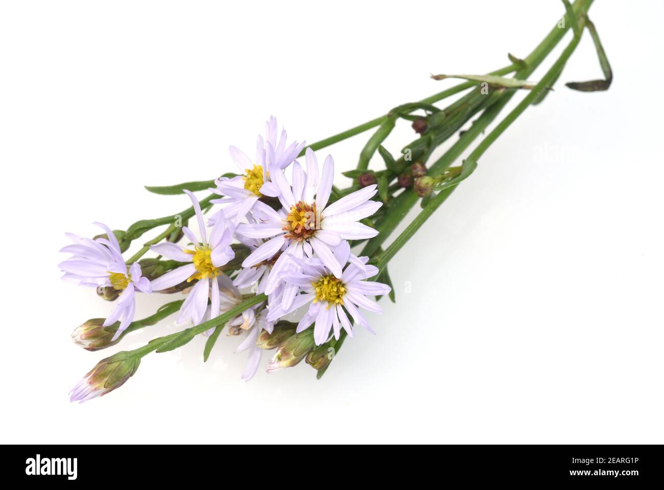 Strandaster, Tripolium, pannonicum Stock Photo