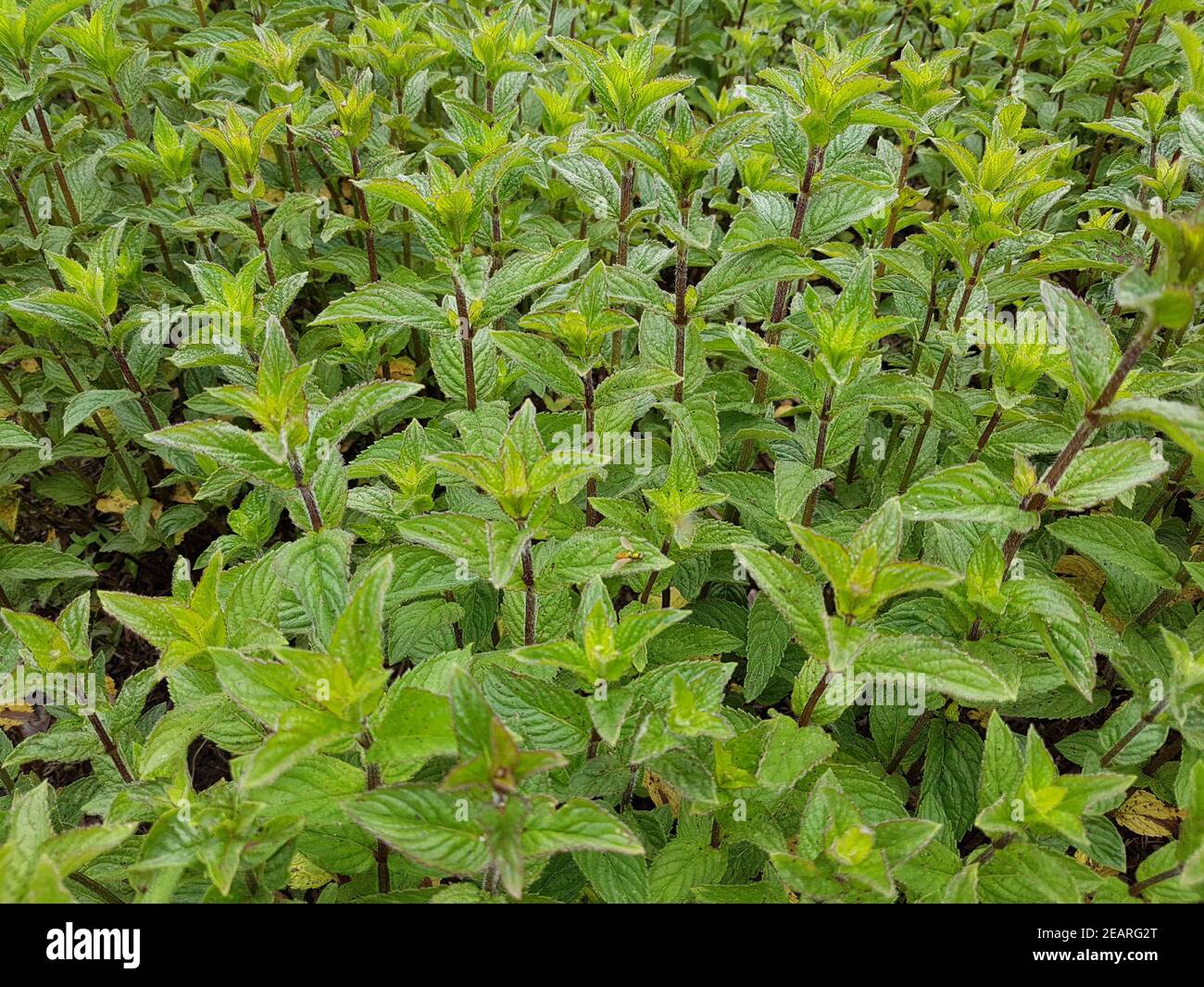 Mentha piperita hi-res stock photography and images - Alamy