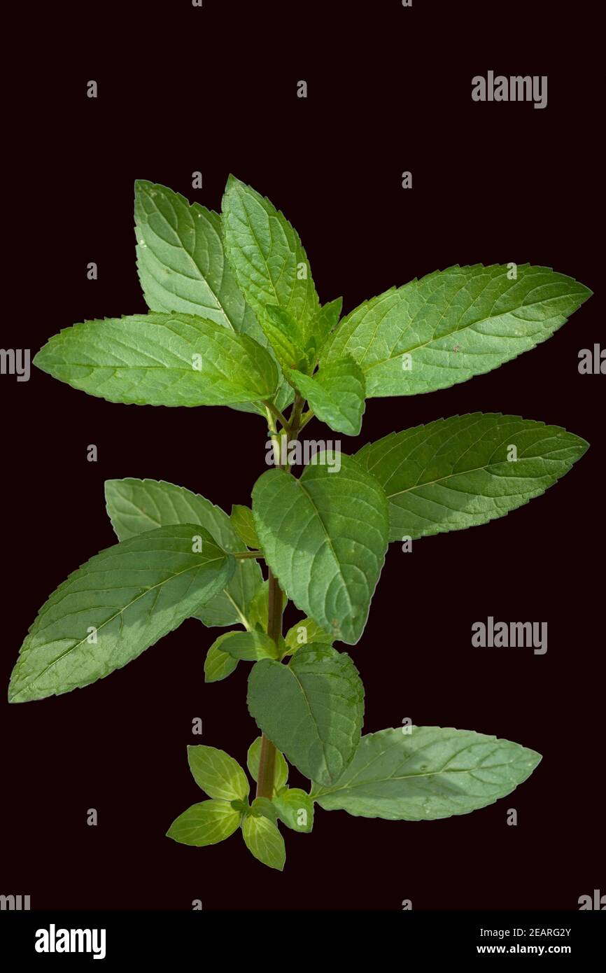 Peppermint tea mentha x piperita hi-res stock photography and images ...