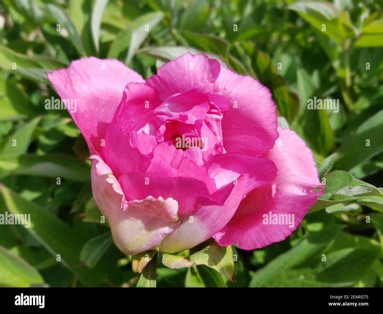 Strauchpfingstrose, Pfingstrose, Paeonia, suffruticosa Stock Photo