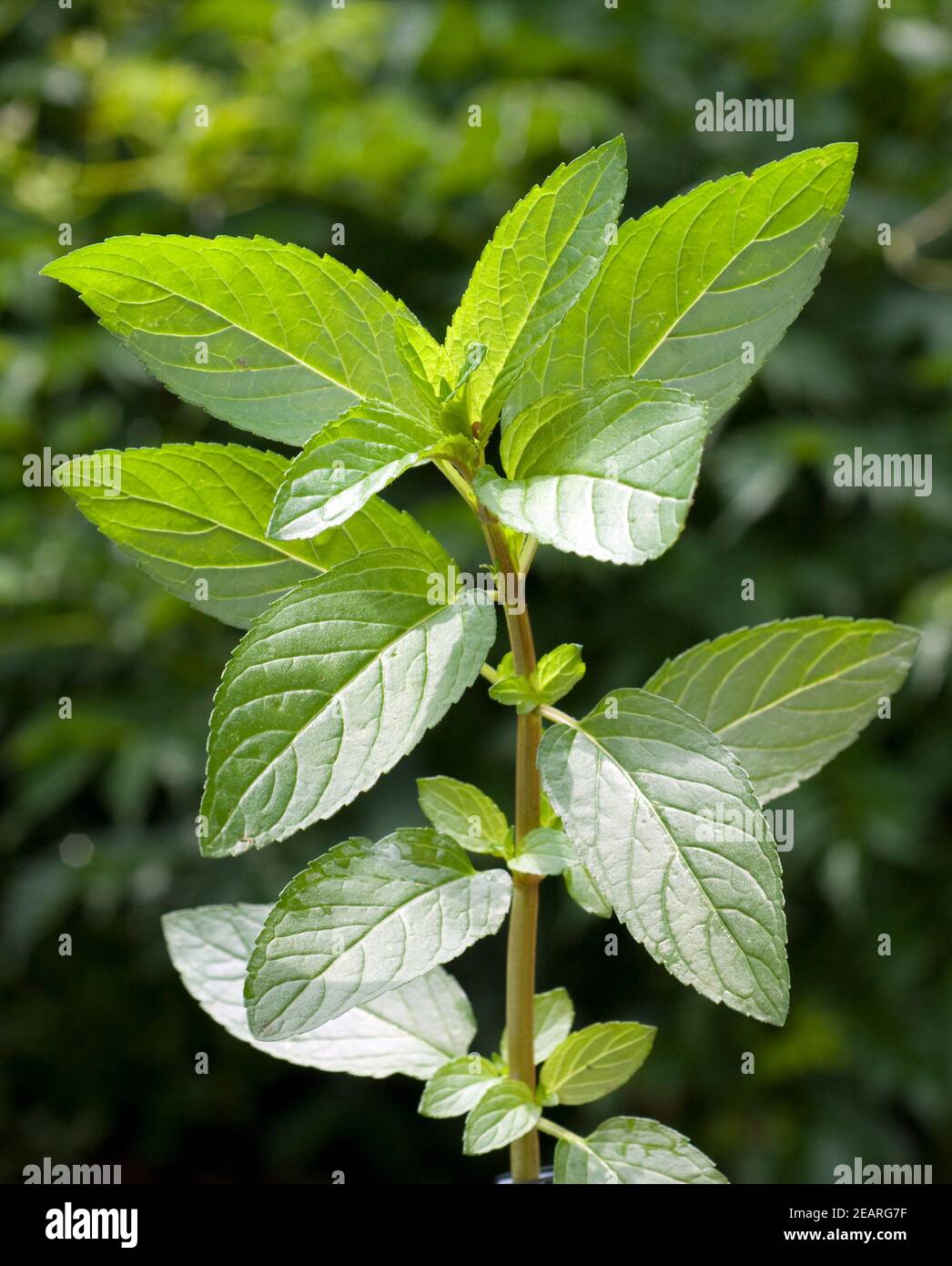 Pfefferminze  Mentha  Minze Stock Photo