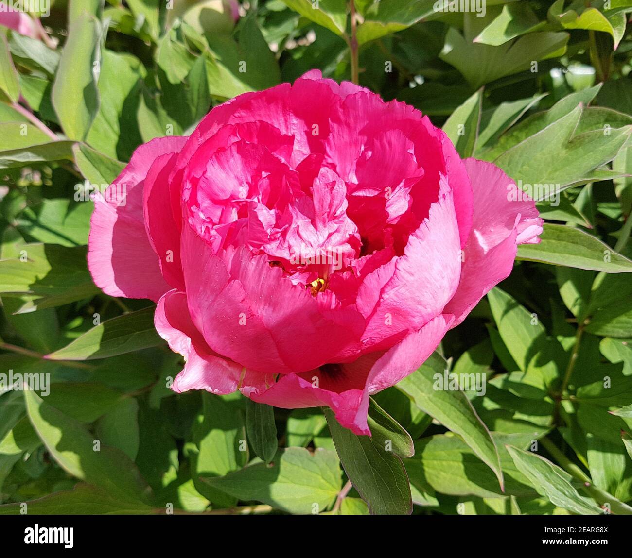 Strauchpfingstrose, Pfingstrose, Paeonia, suffruticosa Stock Photo