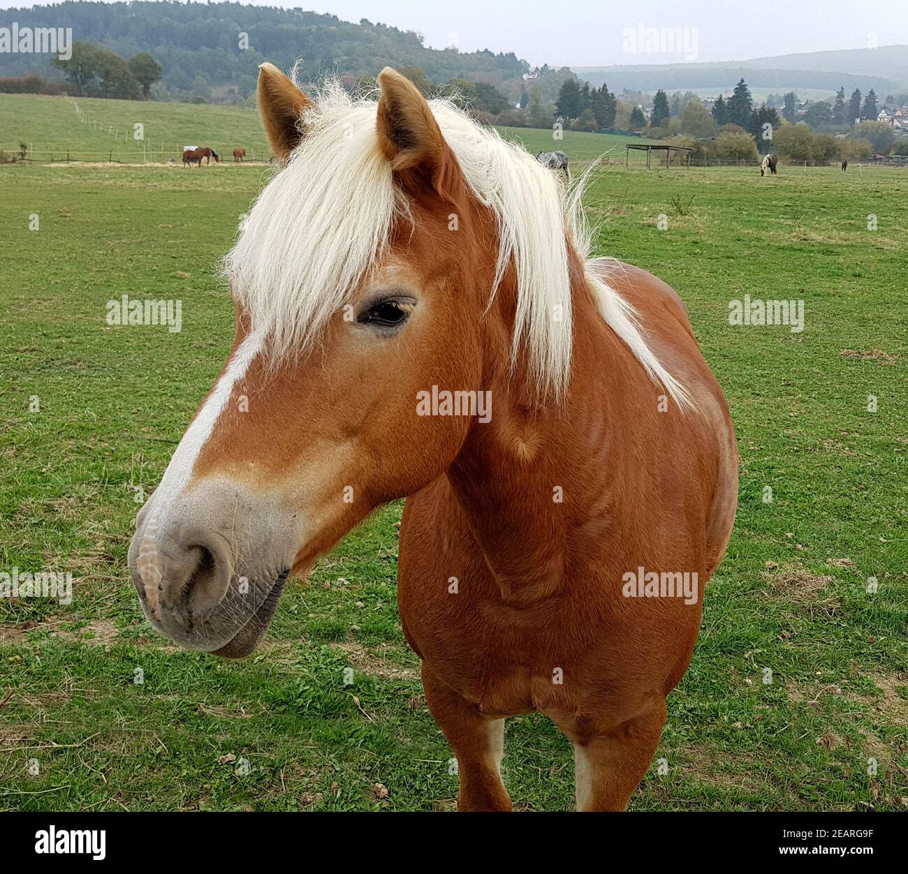 Pferdekopf, Pferd, Equus Stock Photo