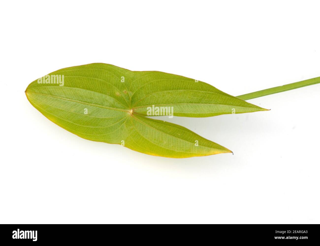 Pfeilkraut, Sagittaria sagittifolia Stock Photo