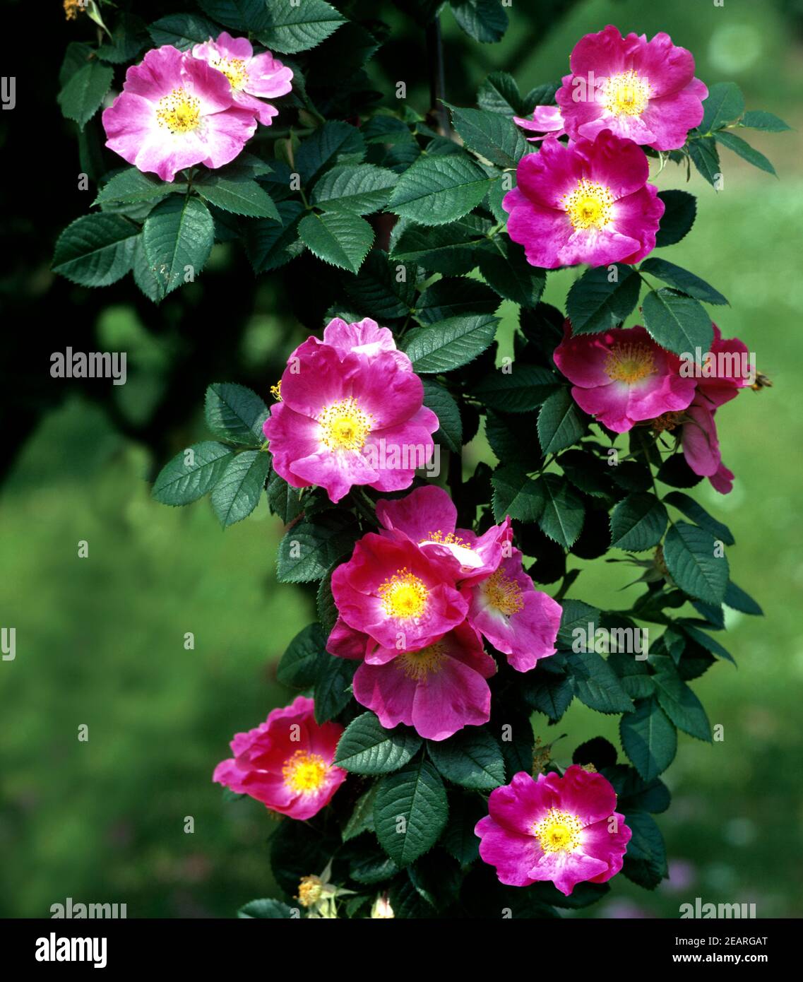 Strauchrose, Parkfeuer Stock Photo