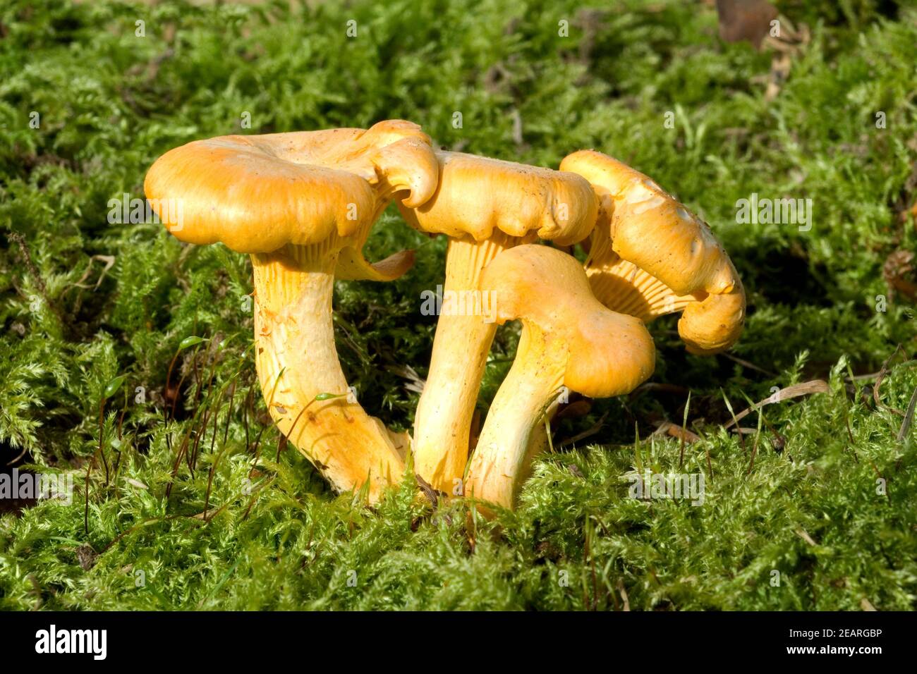 Pfifferling Eierschwamm Cantharellus cibarius Stock Photo - Alamy