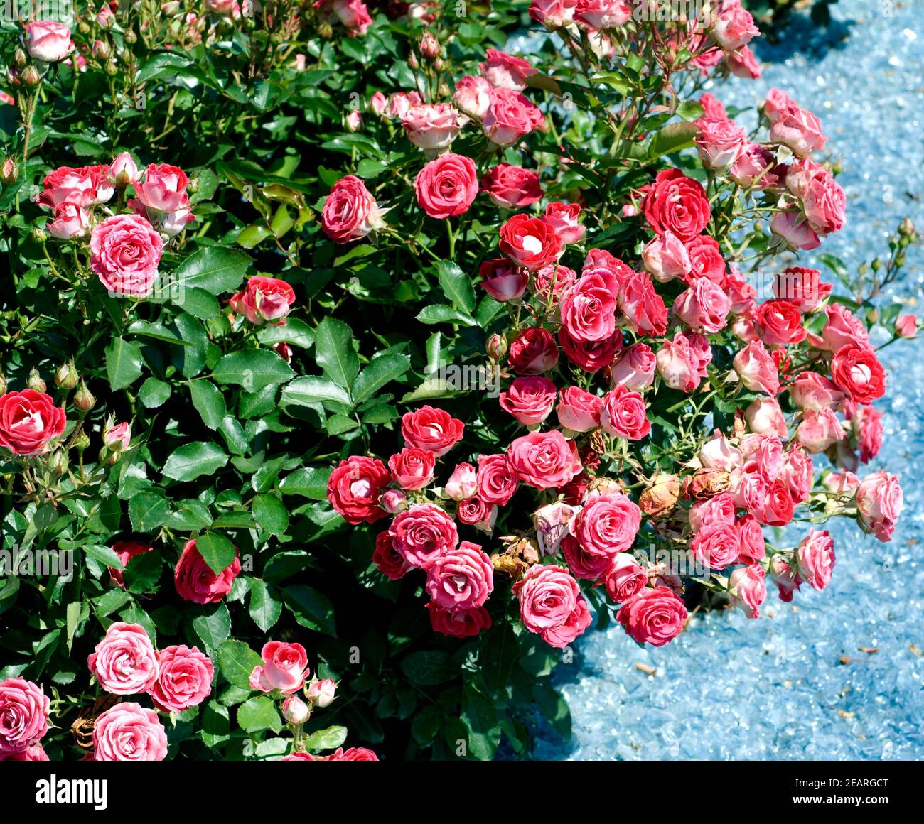 Strauchrose, rot Stock Photo - Alamy