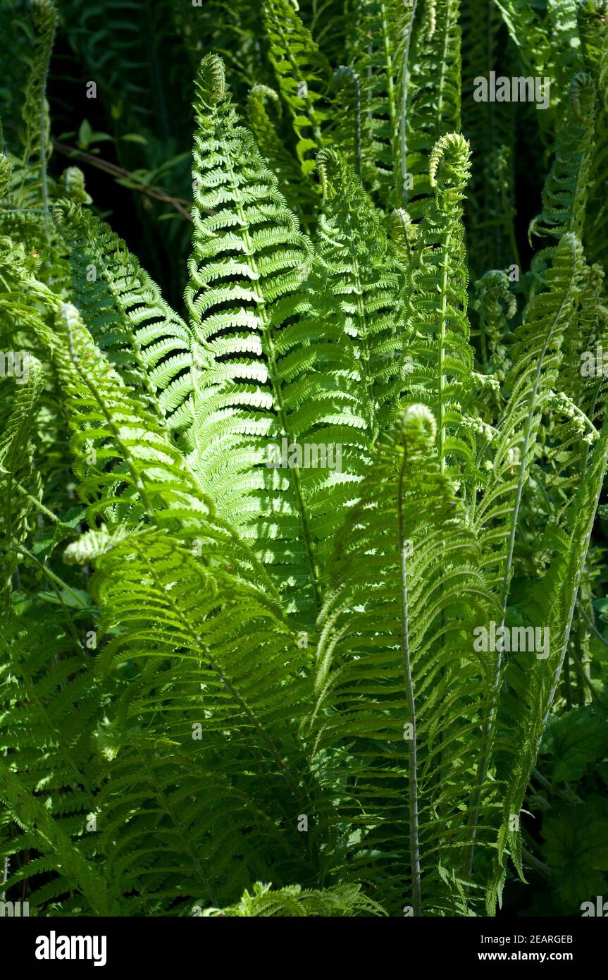 Straussfarn, Matteuccia pensylvanica Stock Photo