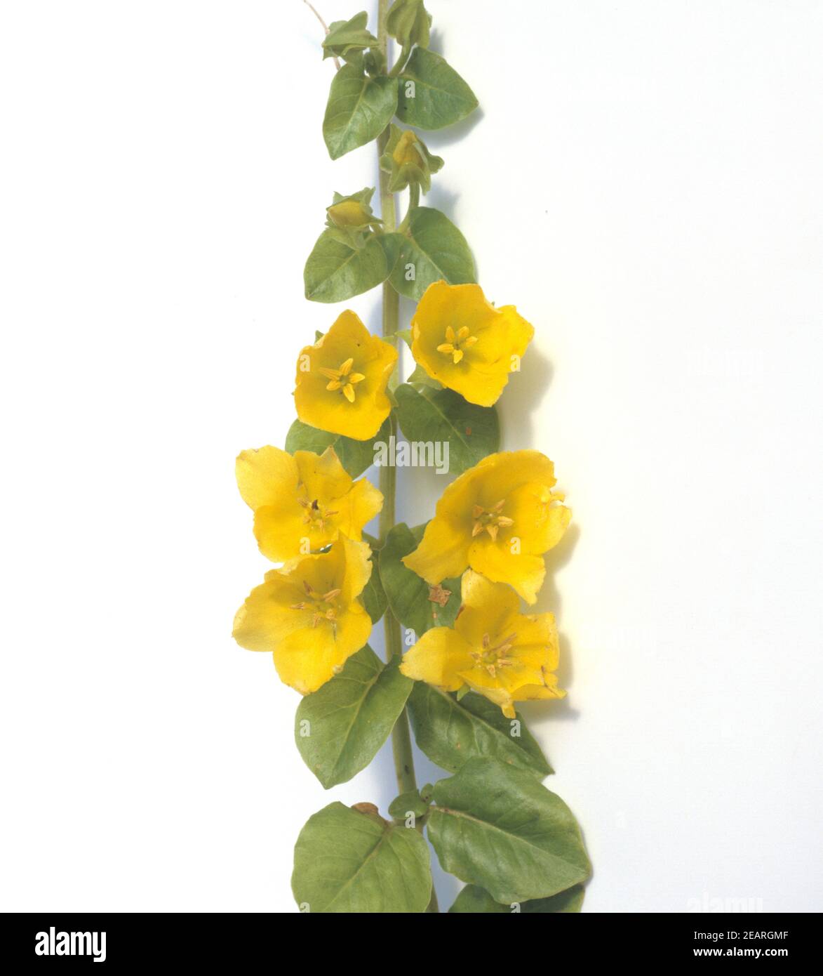 Pfennigkraut, Lysimachia nummularia, Stock Photo