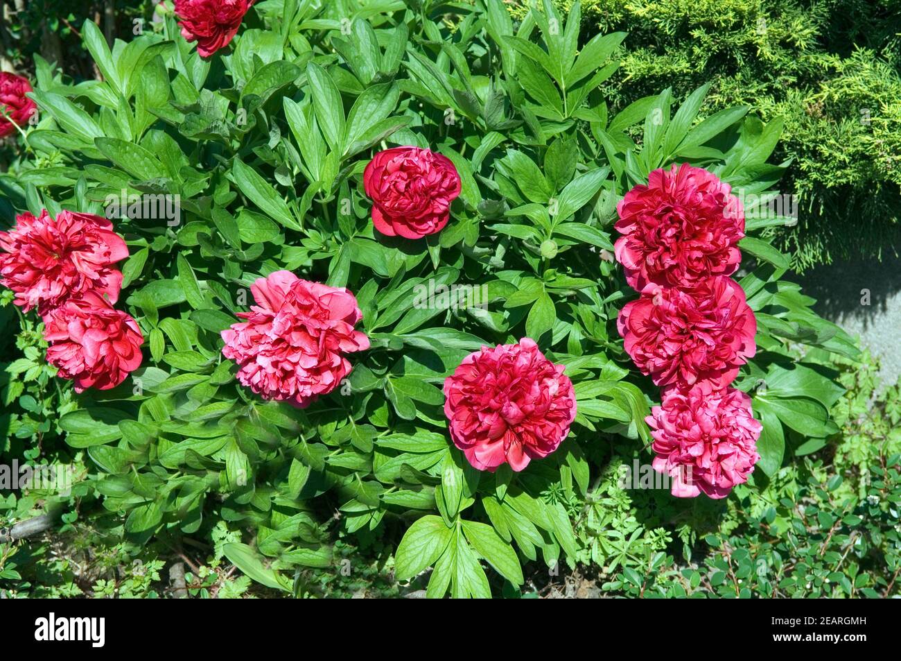 Pfingstrose Paeonia Stock Photo