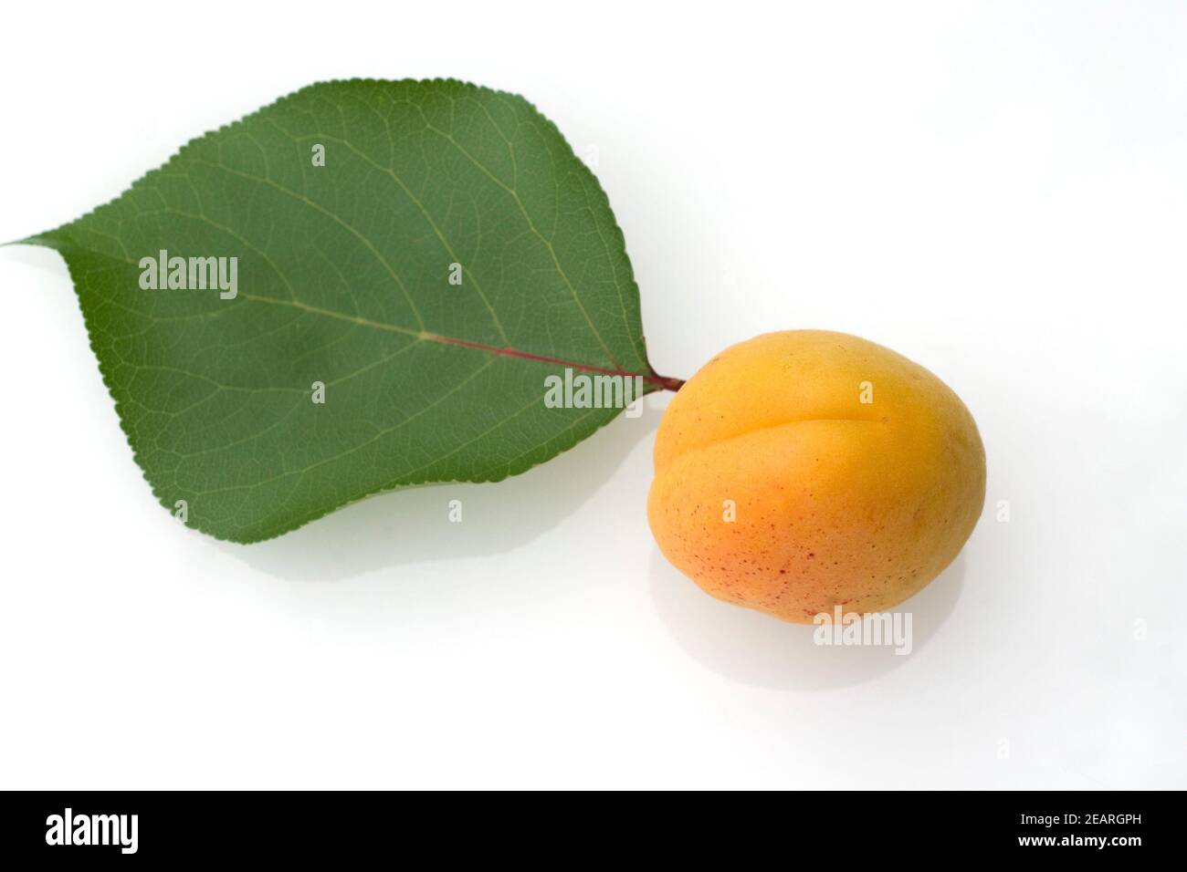 Pfirsich Stock Photo