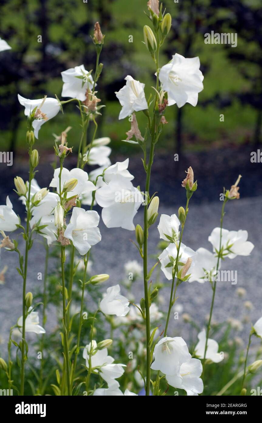 Pfirsichblaettrige, Glockenblume, Campanula persicifolia Stock Photo
