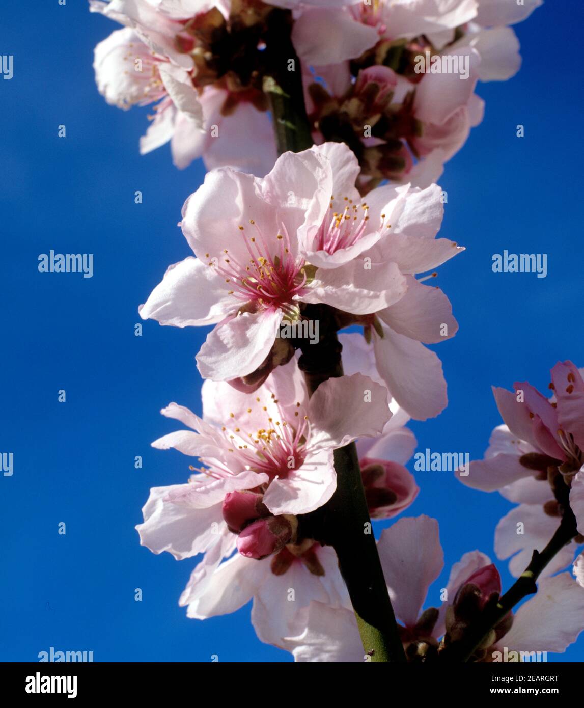 Pfirsichbluete Stock Photo
