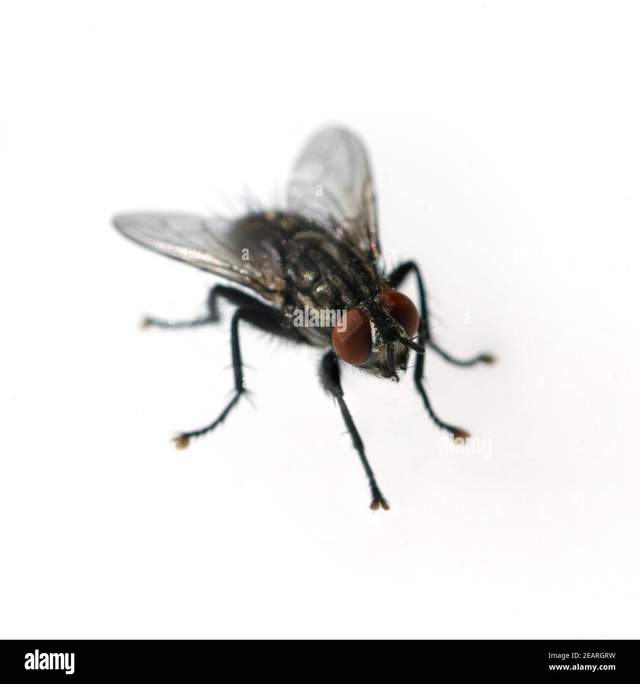 Stubenfliege  Musca domestica Stock Photo