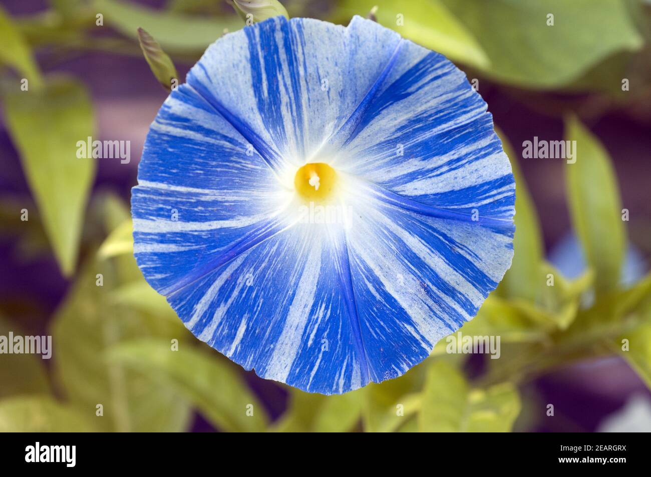 TRICHTERWINDE Ipomoea tricolor, Flying Saucer Stock Photo